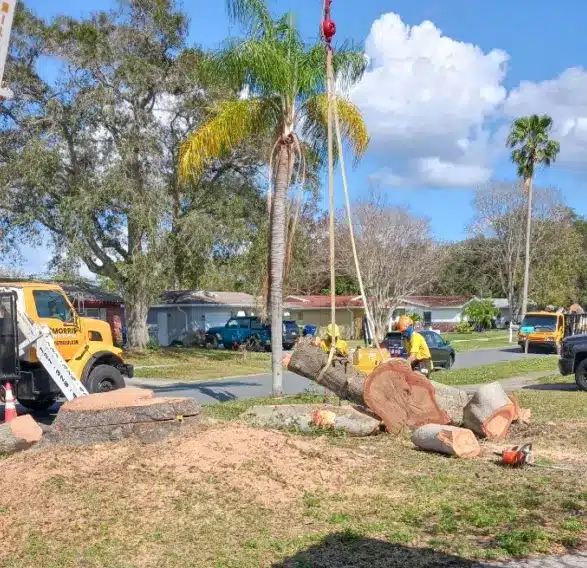 Tree trimming services in Brooksville, FL