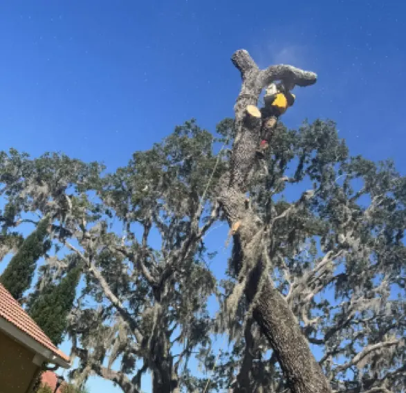 Stump Grinding in Brooksville