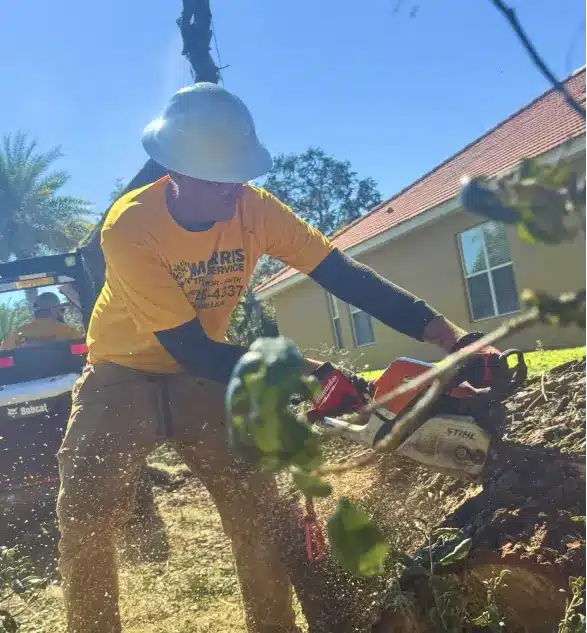 tree removal in brooksville, FL