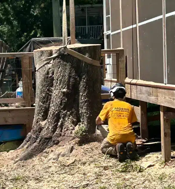 Tree Services in Brooksville