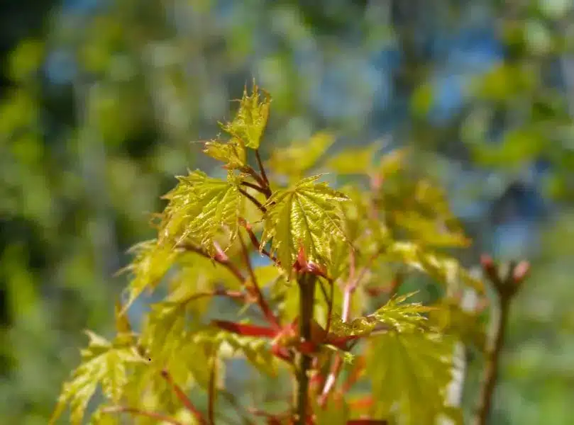 norway maple tree