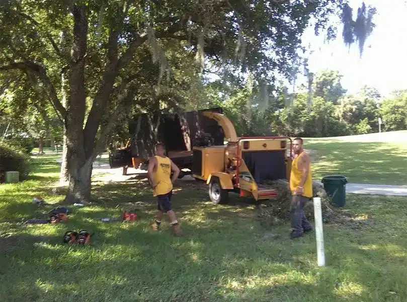 tree service in New Port Richey