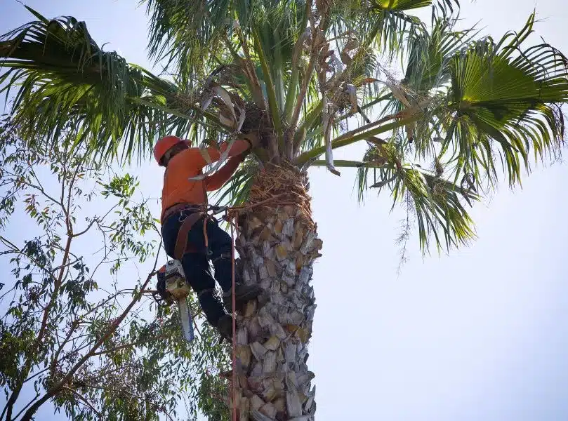 shaving palm trees