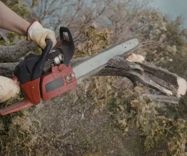 Skipping tree trimming causes