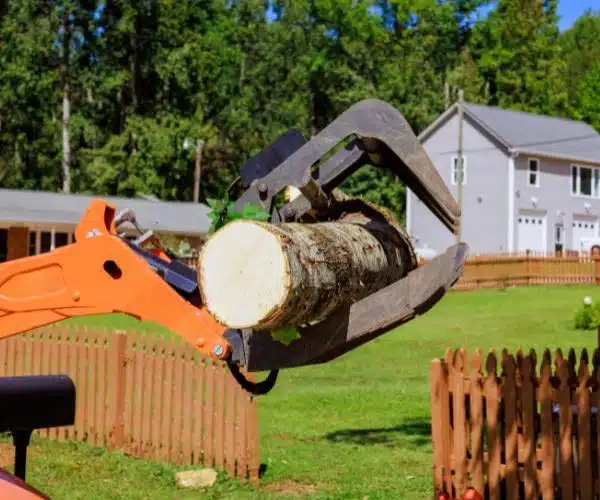 professional tree removal
