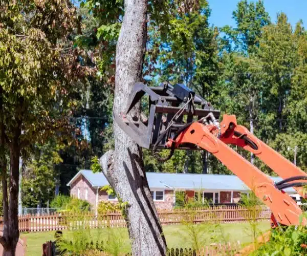 tree removal experts