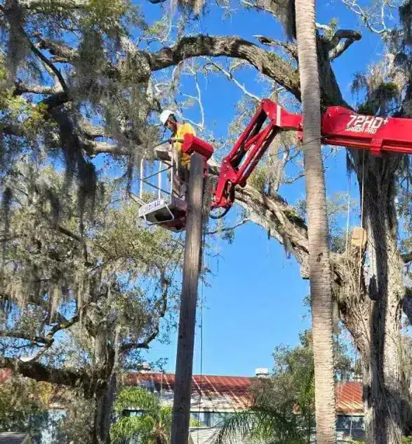 Tree Diseases in Hillsborough County Guide