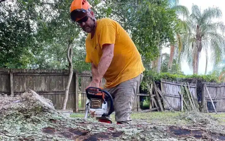 Tree Removal Cost in Florida