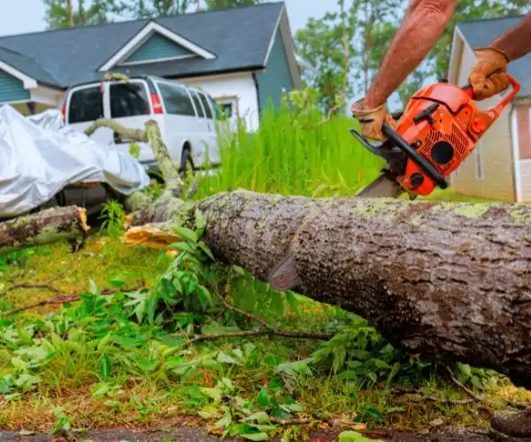 Emergency Tree Removal vs Preventive Tree Removal