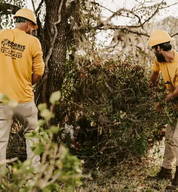 Common Tree Problems in Palm Harbor, FL Homes