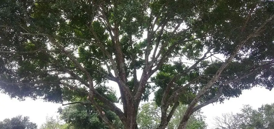 Hurricane Season Tree Safety Checklist