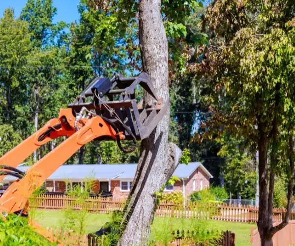 warning Signs a Tree Needs Removal ASAP Removal