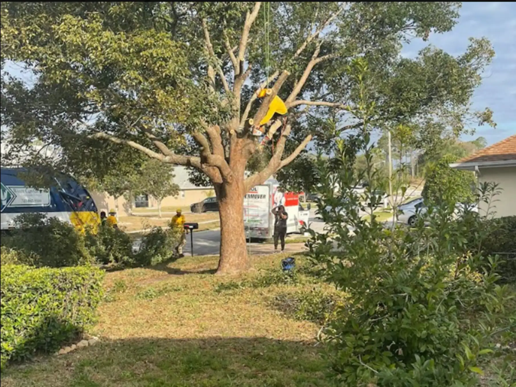 Branching Out: How to Choose the Right Tree Care Company for Your Property