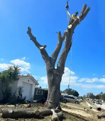 Pasco tree trimming services