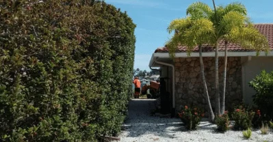 tree company