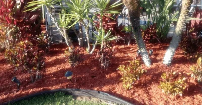 local tree care experts