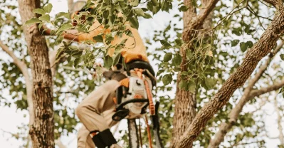 tree maintenance company