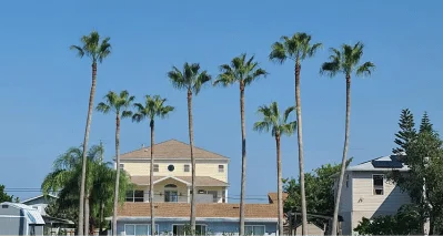 Palm Tree Trimming & Shaving