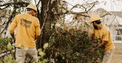 tree service near me